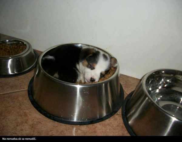 no nie je roztomilé